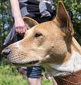 Basenji KSM Muenster 2014 (1044)